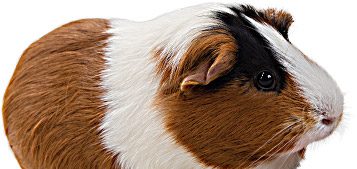 Prone Guinea Pig