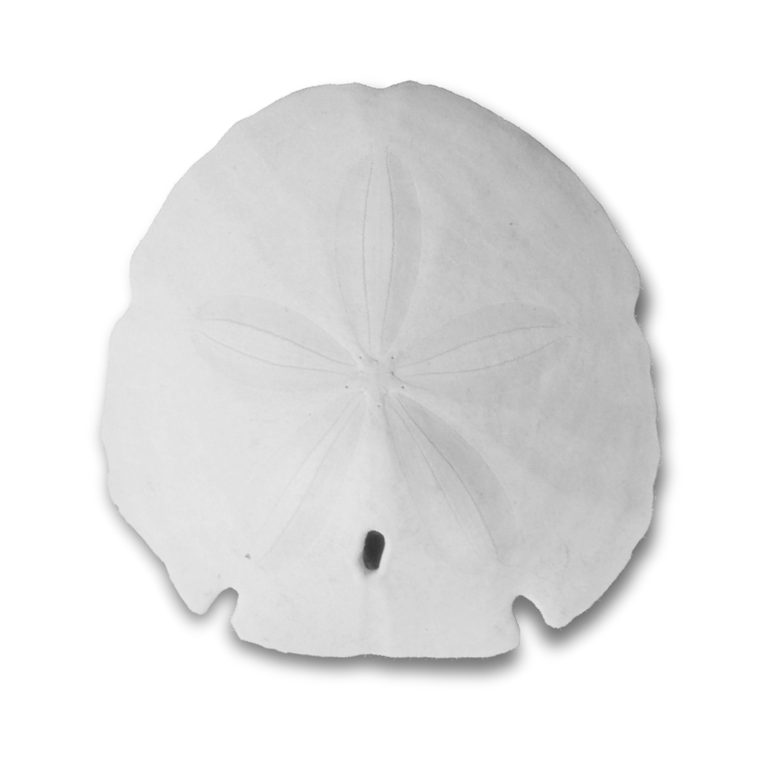 Sand Dollar